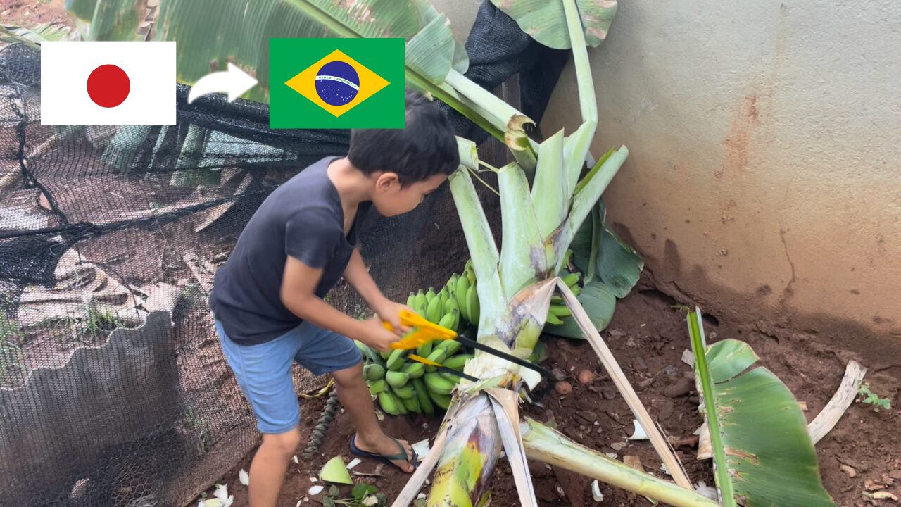 Brazil Banana